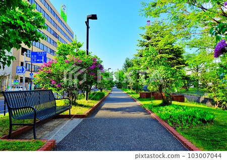 Landscape of Soseigawa Park in the center of Sapporo City where lilac flowers bloom 103007044