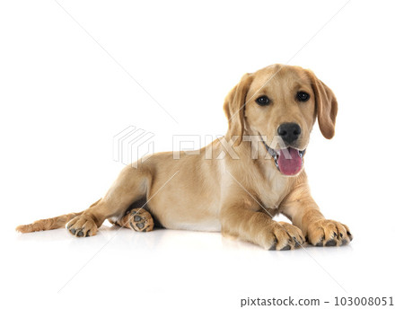 puppy labrado retriever 103008051