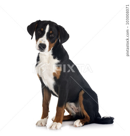 puppy Appenzeller Sennenhund 103008071