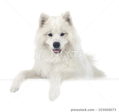 samoyed dog in studio 103008073