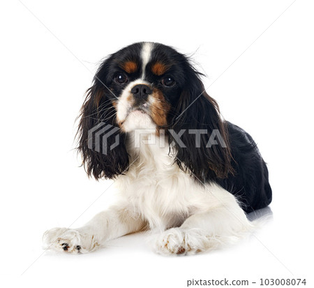 cavalier king charles cavalier king charles 103008074