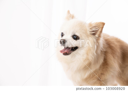 Bust up of Choro the smiling Chihuahua 103008920