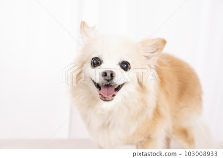 Choro 的半身像微笑的吉娃娃 103008933