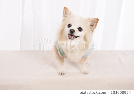 Choro 微笑的吉娃娃 103008934