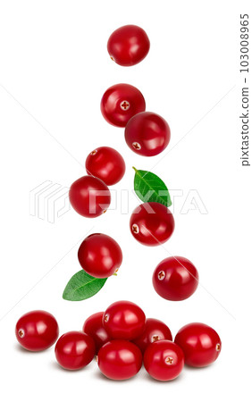 Cranberry isolated on white background with full depth of field 103008965