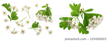 Hawthorn or Crataegus monogyna flowers isolated on a white background Hawthorn or Crataegus monogyna flowers isolated on a white background 103009003