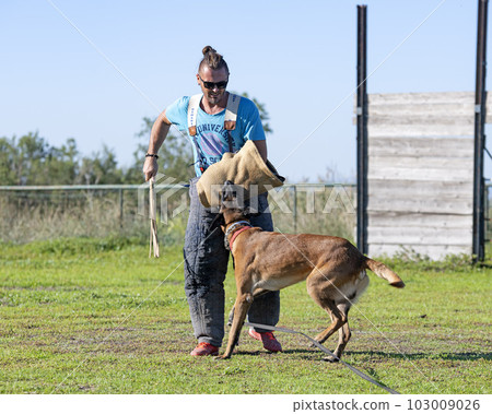 training of belgian shepherd 103009026