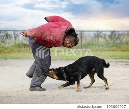 training of french shepherd training of french shepherd 103009027