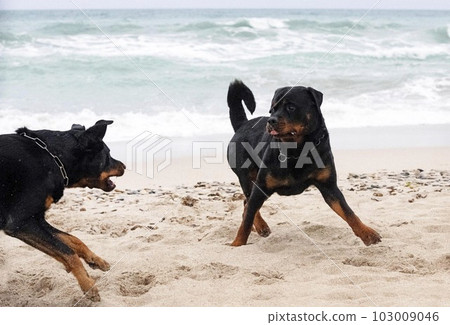 rottweiler and beauceron on the beach 103009046