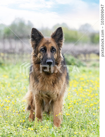 old german shepherd 103009047