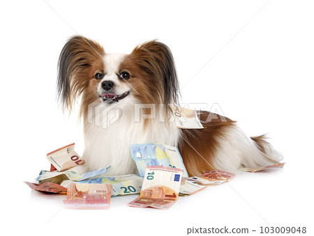 papillon dog and bills 103009048