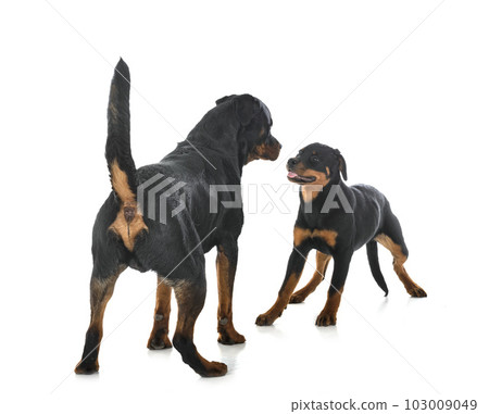 puppy rottweilerand adult  in studio 103009049