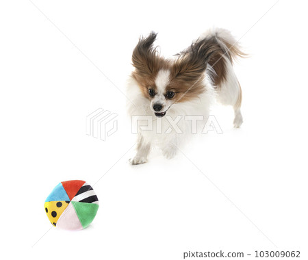 papillon dog in studio papillon dog in studio 103009062