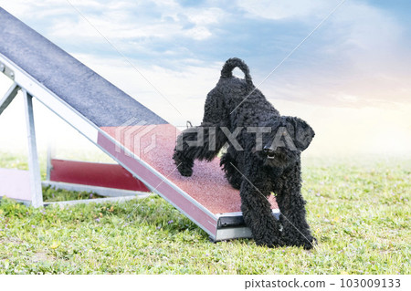 training of agility training of agility 103009133