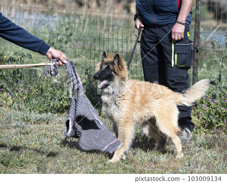 training of belgian shepherd 103009134