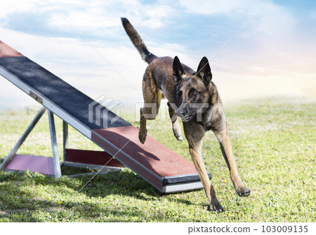 training of agility training of agility 103009135