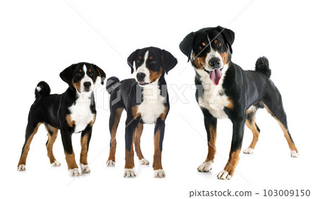 puppies and adult Appenzeller Sennenhund 103009150