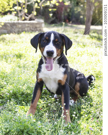 puppy Appenzeller Sennenhund 103009151