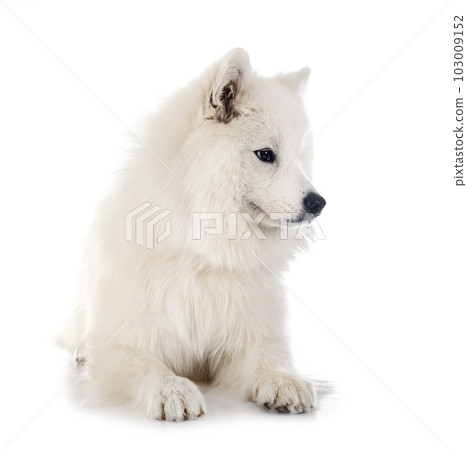 samoyed dog in studio 103009152