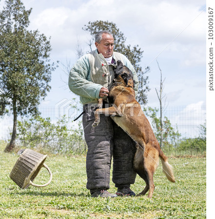 training of belgian shepherd 103009167