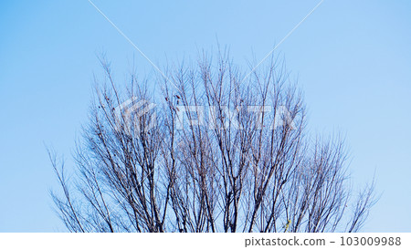 Winter sky and dead tree 103009988