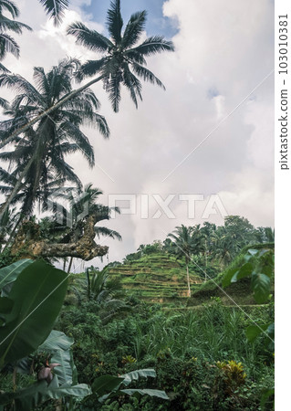 Vertical shot of the tegallalang rice terraces in Ubud on the island of Bali in Indonesia. Picturesque cascading rice fields with palm trees in the background. Nature, sights of Bali Vertical shot of the tegallalang rice terraces in Ubud on the island of Bali in Indonesia. Picturesque cascading rice fields with palm trees in the background. Nature, sights of Bali 103010381