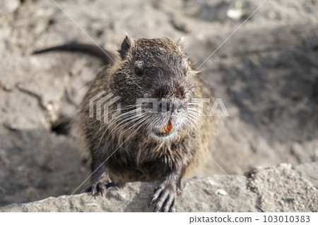 Nutria, a close-up of nutria's snout looking into a camera with orange teeth standing on a rock. Wild animals, animals in the natural environment. 103010383