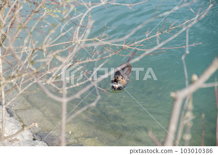 Nutria, the middle plan of a nutria floating on a river, lake or pond on a sunny day. Wild animals, animals in the natural environment. Nutria, the middle plan of a nutria floating on a river, lake or pond on a sunny day. Wild animals, animals in the natural environment. 103010386