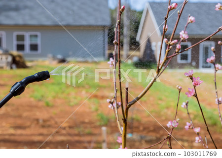 During spring gardening spraying pesticide on blossoming fruit tree with pesticide sprayer 103011769