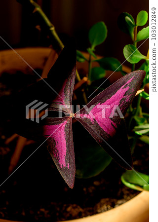 Beautiful potted home plant Oxalis triangular magenta Beautiful potted home plant Oxalis triangular magenta 103012849