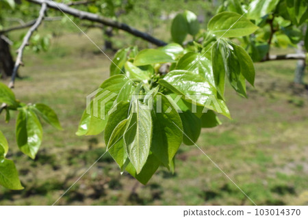 Persimmon tree with green leaves Persimmon tree with green leaves 103014370