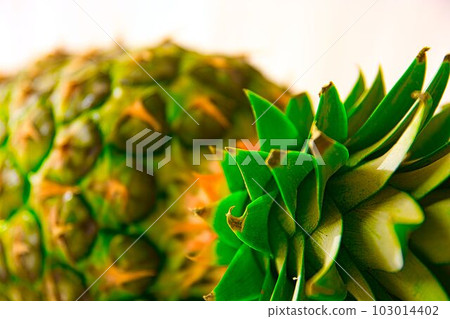 Tropical / Pine Tropical / Pine 103014402