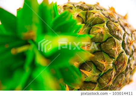 Tropical / Pine Tropical / Pine 103014411