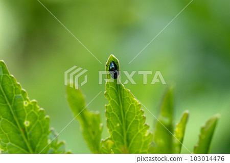 close-up flea beetle black insect with dung on leaf 103014476