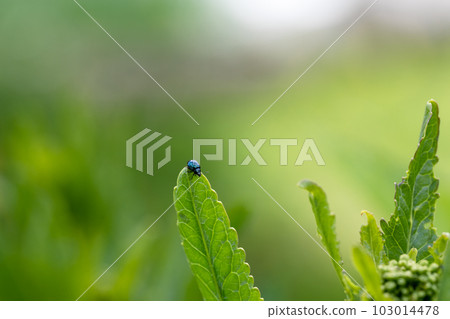 close-up flea beetle black insect with dung on leaf 103014478