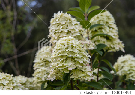 Hydrangea paniculata sort Limelight: hydrangea with green flowers blooms in the garden in summer 103014491