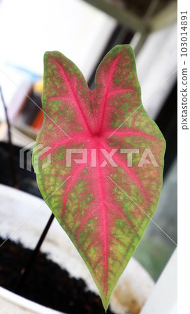 Young mirzani caladium with red veins all over the leaf. Young mirzani caladium with red veins all over the leaf. 103014891