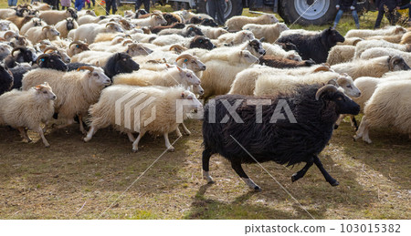 Icelandic Sheep Graze at Mountain Meadow, Group of Domestic Animal in Clear Nature. Beautiful Highlands in Iceland. Ecologically Clean Lamb Meat and Wool Production. Scenic Area Icelandic Sheep Graze at Mountain Meadow, Group of Domestic Animal in Clear Nature. Beautiful Highlands in Iceland. Ecologically Clean Lamb Meat and Wool Production. Scenic Area 103015382