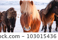 Horses at Winter Icelandic Highlands. Rural Animals in Snow Covered Meadow. Pure Nature in Iceland. Frozen North Landscape. Icelandic Horse. Ecologically Clean Area. 103015436