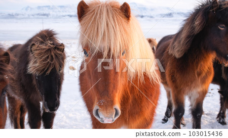 Horses at Winter Icelandic Highlands. Rural Animals in Snow Covered Meadow. Pure Nature in Iceland. Frozen North Landscape. Icelandic Horse. Ecologically Clean Area. 103015436