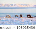 Horses at Winter Icelandic Highlands. Rural Animals in Snow Covered Meadow. Pure Nature in Iceland. Frozen North Landscape. Icelandic Horse. Ecologically Clean Area. 103015439