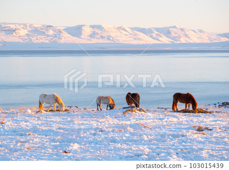 Horses at Winter Icelandic Highlands. Rural Animals in Snow Covered Meadow. Pure Nature in Iceland. Frozen North Landscape. Icelandic Horse. Ecologically Clean Area. Horses at Winter Icelandic Highlands. Rural Animals in Snow Covered Meadow. Pure Nature in Iceland. Frozen North Landscape. Icelandic Horse. Ecologically Clean Area. 103015439