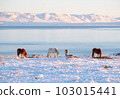 Horses at Winter Icelandic Highlands. Rural Animals in Snow Covered Meadow. Pure Nature in Iceland. Frozen North Landscape. Icelandic Horse. Ecologically Clean Area. 103015441