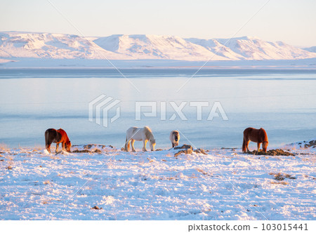 Horses at Winter Icelandic Highlands. Rural Animals in Snow Covered Meadow. Pure Nature in Iceland. Frozen North Landscape. Icelandic Horse. Ecologically Clean Area. Horses at Winter Icelandic Highlands. Rural Animals in Snow Covered Meadow. Pure Nature in Iceland. Frozen North Landscape. Icelandic Horse. Ecologically Clean Area. 103015441