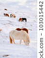 Horses at Winter Icelandic Highlands. Rural Animals in Snow Covered Meadow. Pure Nature in Iceland. Frozen North Landscape. Icelandic Horse. Ecologically Clean Area. 103015442
