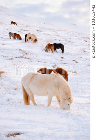 Horses at Winter Icelandic Highlands. Rural Animals in Snow Covered Meadow. Pure Nature in Iceland. Frozen North Landscape. Icelandic Horse. Ecologically Clean Area. 103015442
