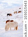 Horses at Winter Icelandic Highlands. Rural Animals in Snow Covered Meadow. Pure Nature in Iceland. Frozen North Landscape. Icelandic Horse. Ecologically Clean Area. 103015443