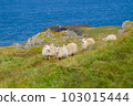 Icelandic Sheep Graze at the Mountain Meadow, Group of Domestic Animal in Pure and Clear Nature. Beautiful Icelandic Highlands. Ecologically Clean Lamb Meat and Wool Production. Scenic Area 103015444