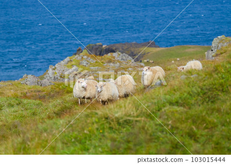 Icelandic Sheep Graze at the Mountain Meadow, Group of Domestic Animal in Pure and Clear Nature. Beautiful Icelandic Highlands. Ecologically Clean Lamb Meat and Wool Production. Scenic Area Icelandic Sheep Graze at the Mountain Meadow, Group of Domestic Animal in Pure and Clear Nature. Beautiful Icelandic Highlands. Ecologically Clean Lamb Meat and Wool Production. Scenic Area 103015444