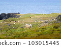 Icelandic Sheep Graze at the Mountain Meadow, Group of Domestic Animal in Pure and Clear Nature. Beautiful Icelandic Highlands. Ecologically Clean Lamb Meat and Wool Production. Scenic Area 103015445